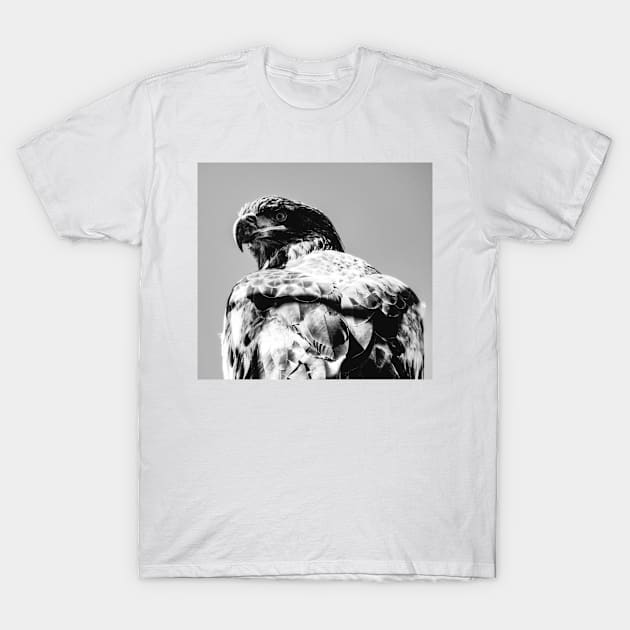 Young Bald Eagle T-Shirt by PhoToddGraphy